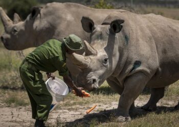 Não é fácil comer verde: herbívoros com maior risco de extinção